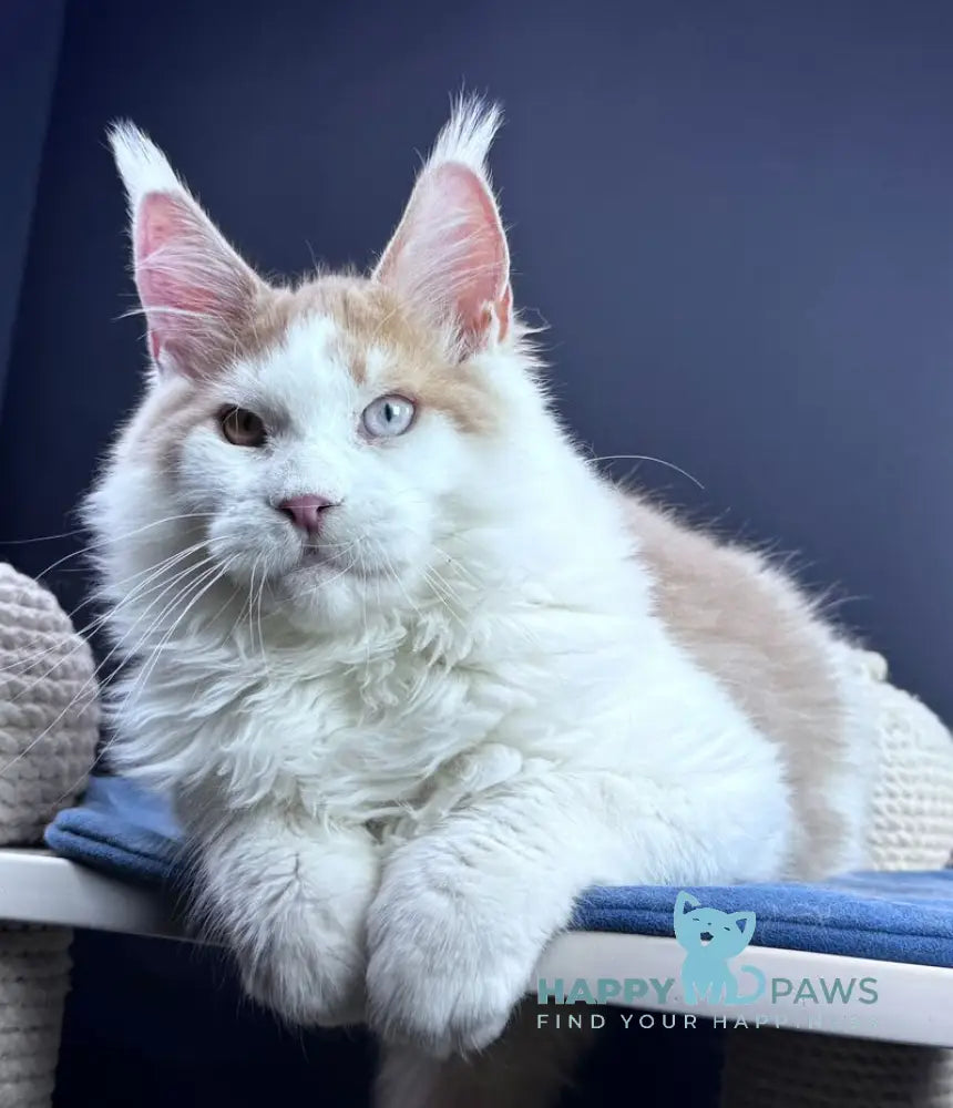 Foxy Maine Coon male cream tabby harlequin live animals