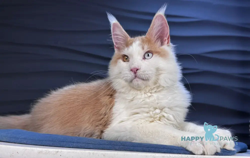 Foxy Maine Coon male cream tabby harlequin live animals