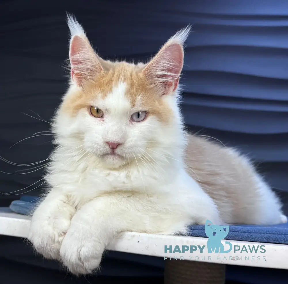 Foxy Maine Coon male cream tabby harlequin live animals