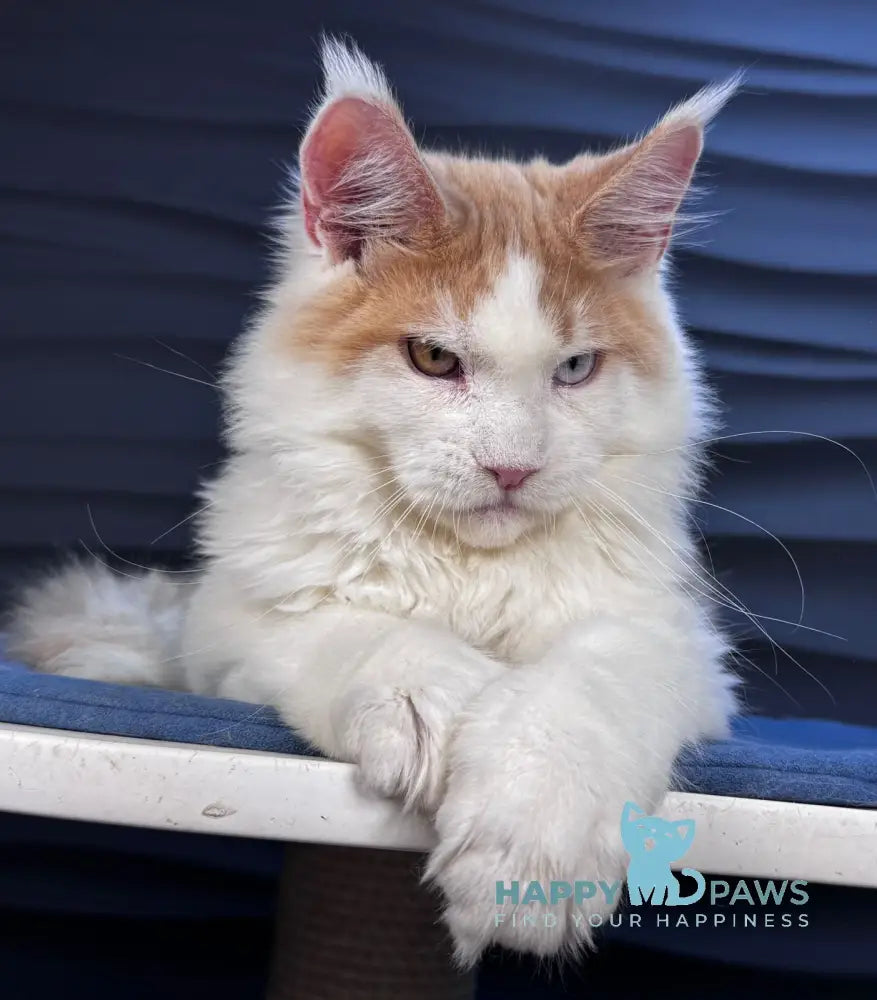 Foxy Maine Coon male cream tabby harlequin live animals