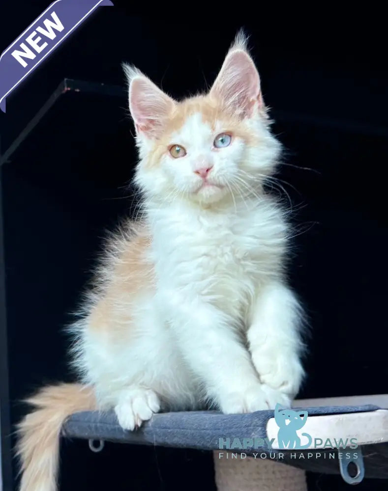 Foxy Maine Coon male cream tabby harlequin live animals
