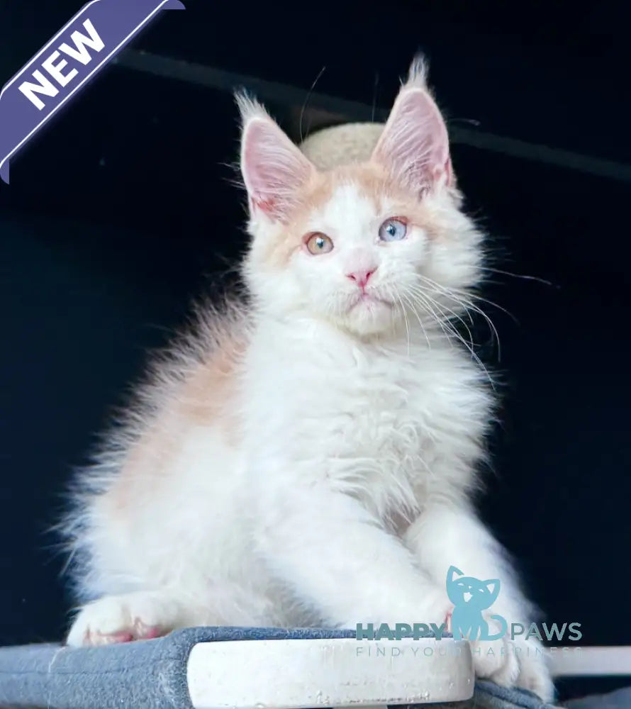 Foxy Maine Coon male cream tabby harlequin live animals