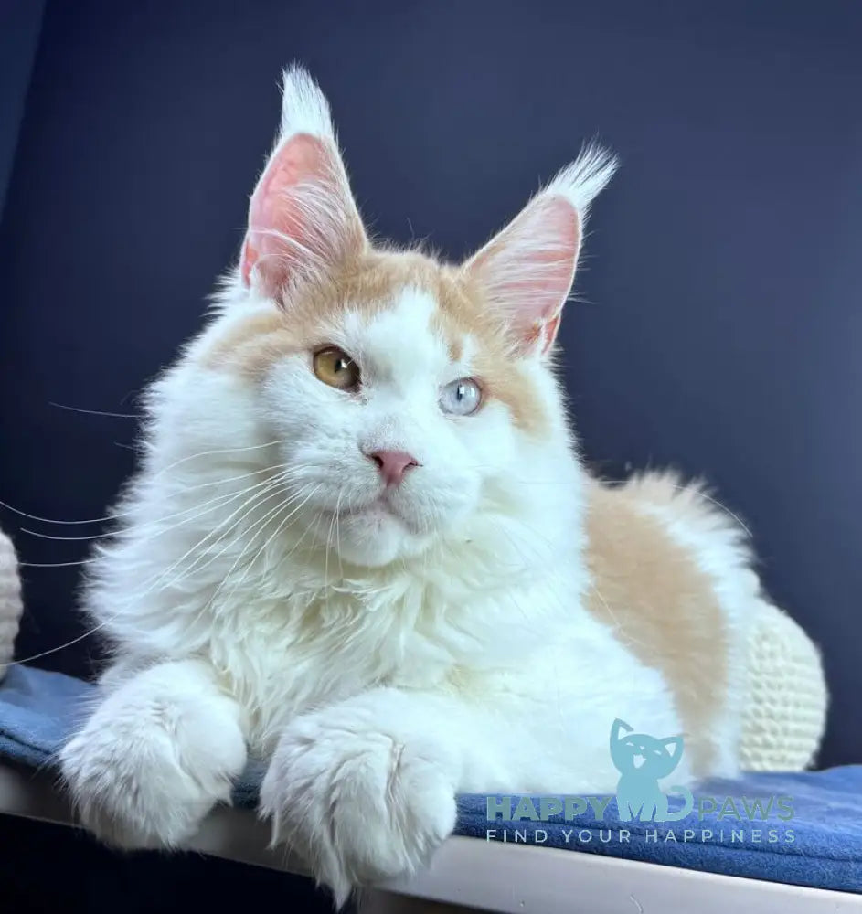 Foxy Maine Coon male cream tabby harlequin live animals