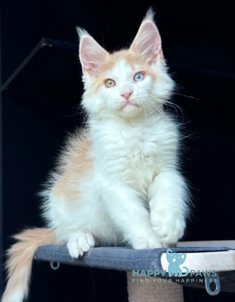 Foxy Maine Coon male cream tabby harlequin live animals