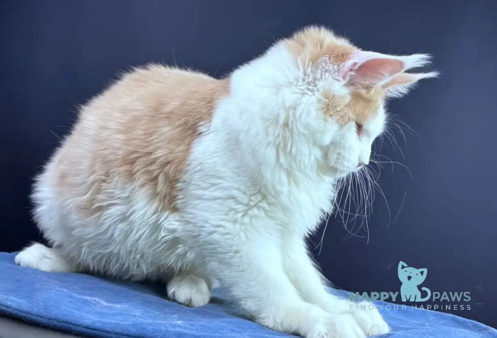 Foxy Maine Coon male cream tabby harlequin live animals