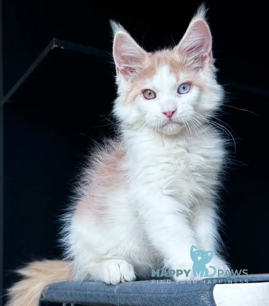 Foxy Maine Coon male cream tabby harlequin live animals