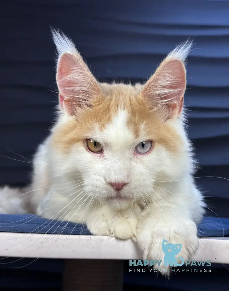 Foxy Maine Coon male cream tabby harlequin live animals