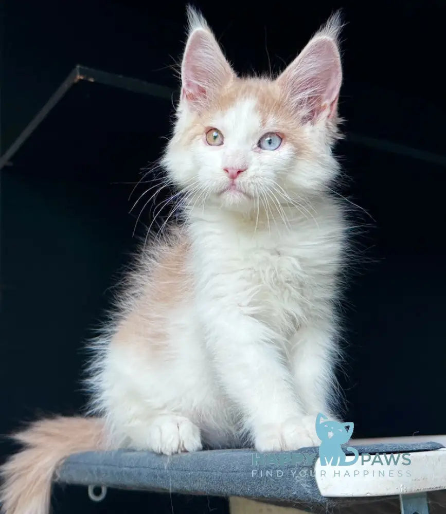 Foxy Maine Coon male cream tabby harlequin live animals