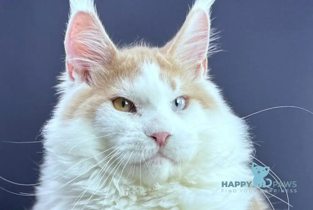 Foxy Maine Coon male cream tabby harlequin live animals