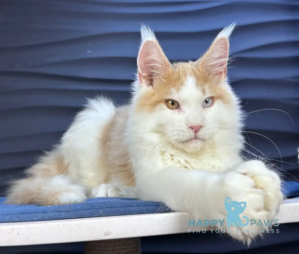 Foxy Maine Coon male cream tabby harlequin live animals