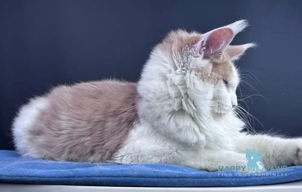 Foxy Maine Coon male cream tabby harlequin live animals