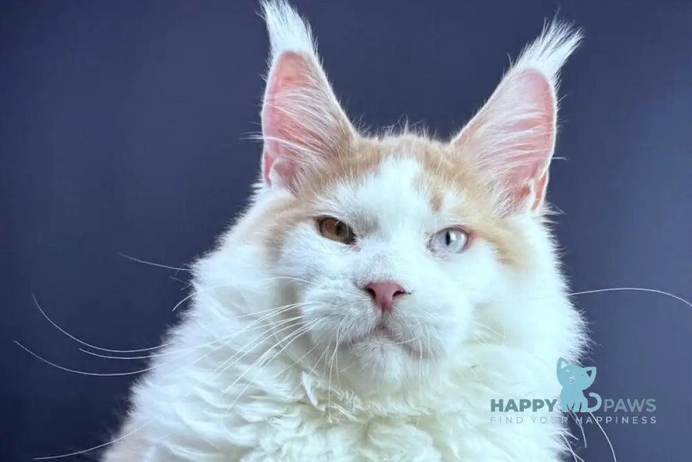 Foxy Maine Coon male cream tabby harlequin live animals