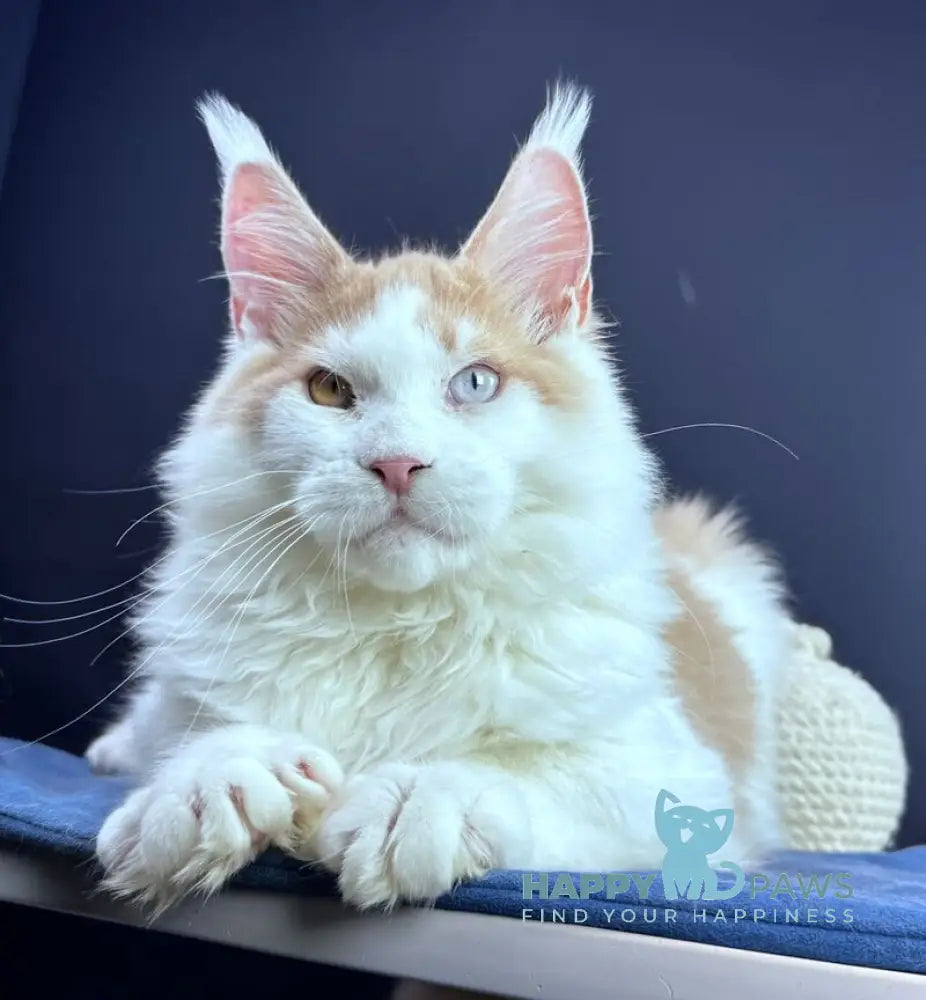 Foxy Maine Coon male cream tabby harlequin live animals