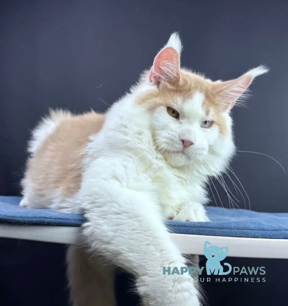 Foxy Maine Coon male cream tabby harlequin live animals