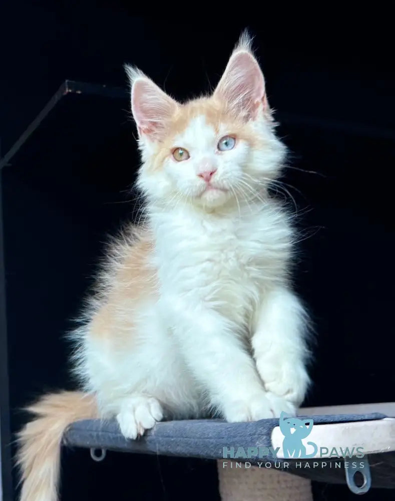 Foxy Maine Coon male cream tabby harlequin live animals