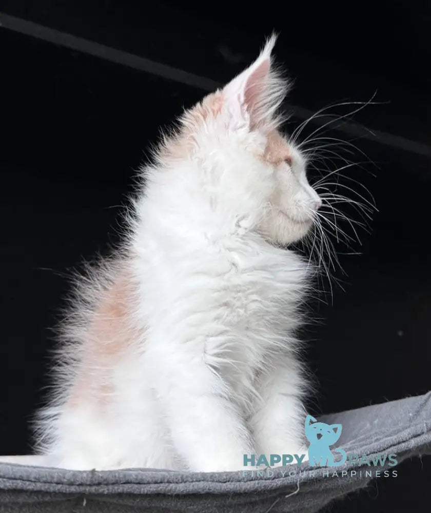 Foxy Maine Coon male cream tabby harlequin live animals