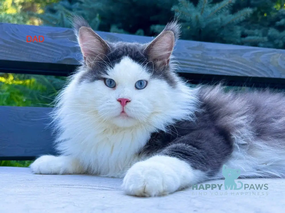 Foxy Maine Coon male cream tabby harlequin live animals