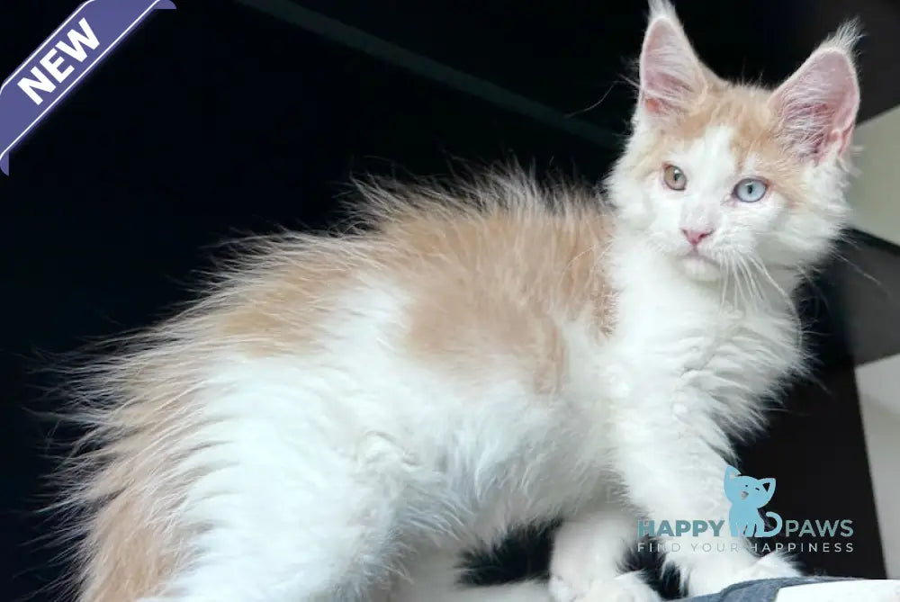 Foxy Maine Coon male cream tabby harlequin live animals