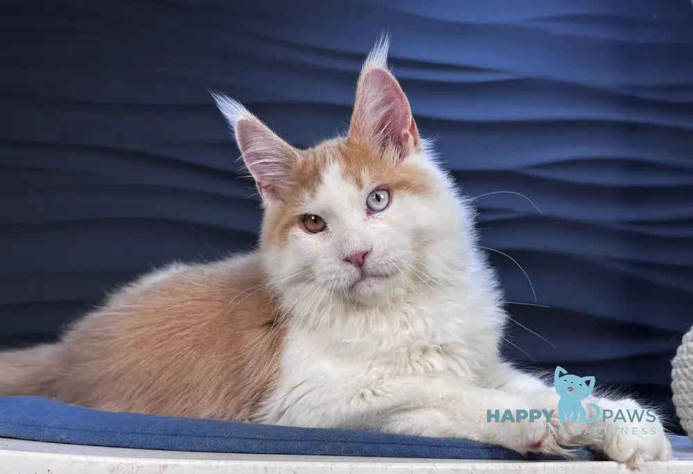 Foxy Maine Coon male cream tabby harlequin live animals