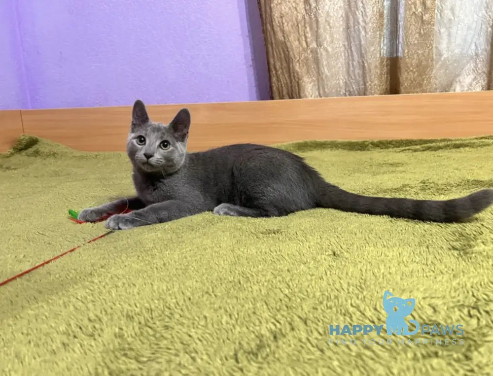 Foxy Russian Blue male blue - live animals