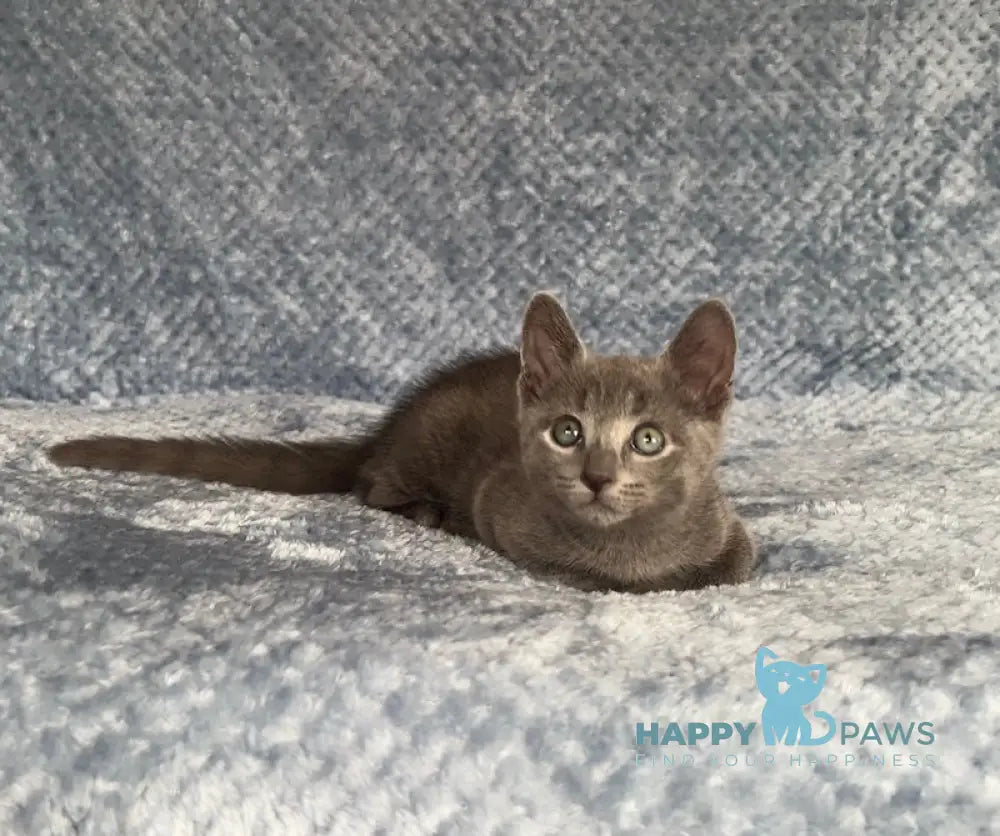 Foxy Russian Blue male blue - live animals
