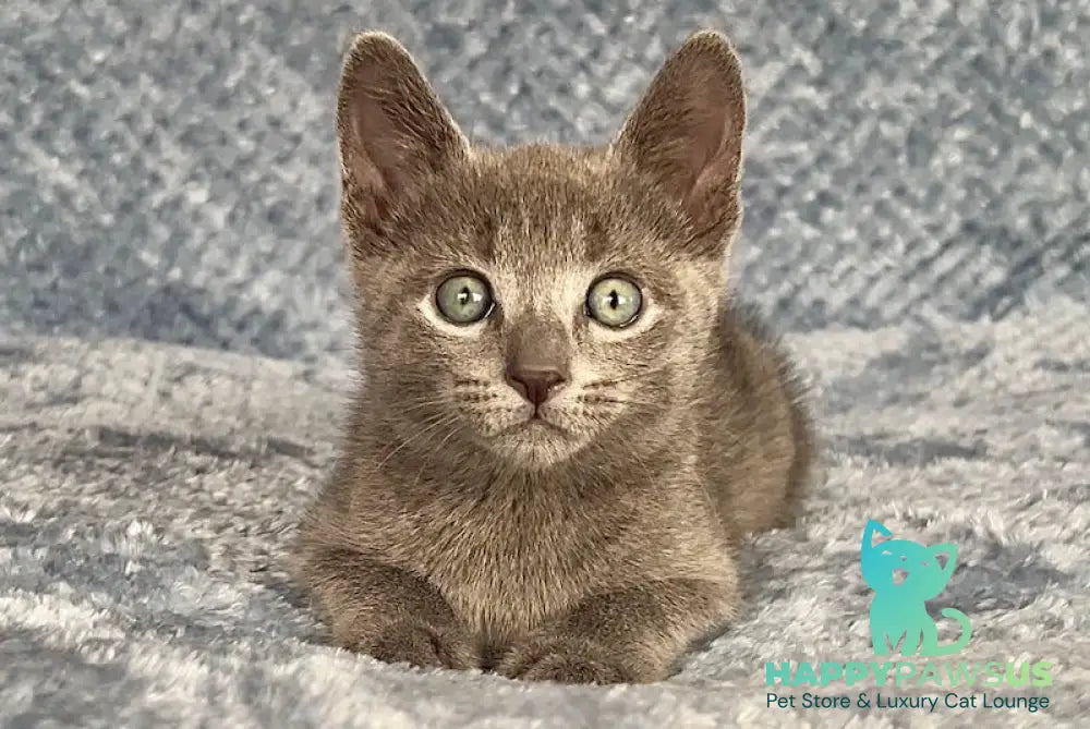 Foxy Russian Blue male blue - live animals