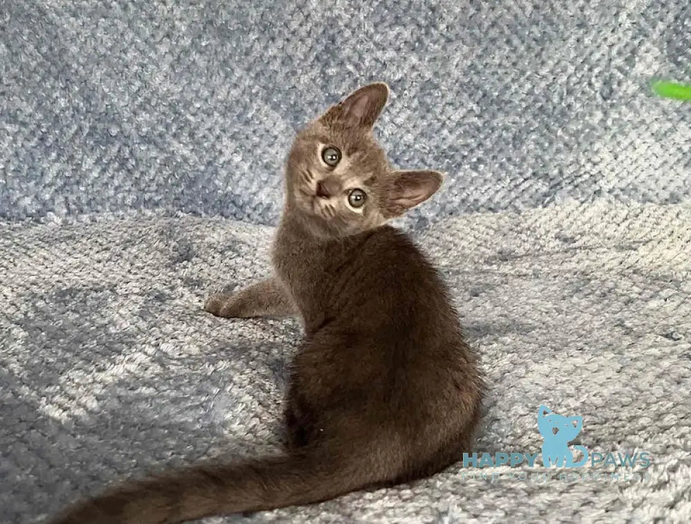 Foxy Russian Blue male blue - live animals
