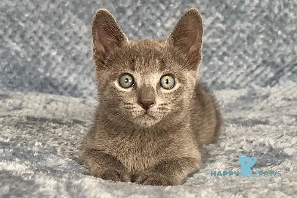 Foxy Russian Blue male blue - live animals