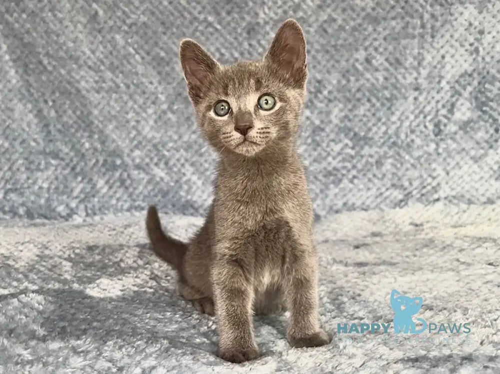 Foxy Russian Blue male blue - live animals