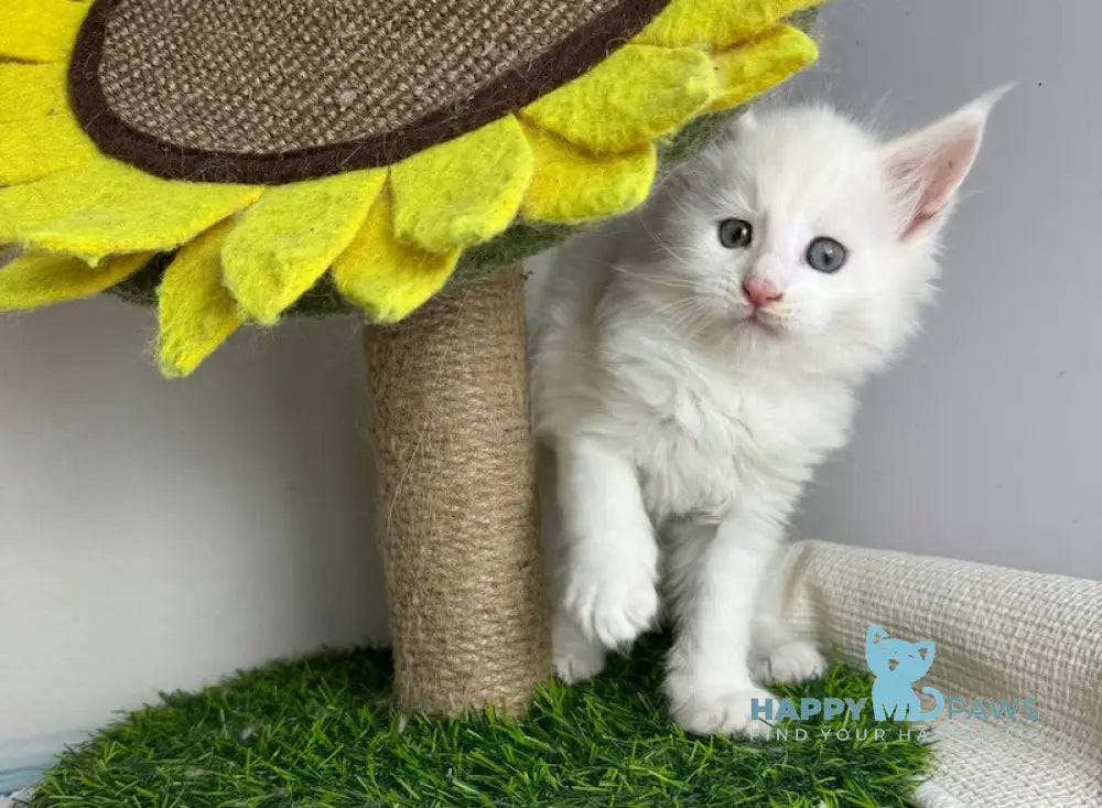 Franc Maine Coon male white live animals