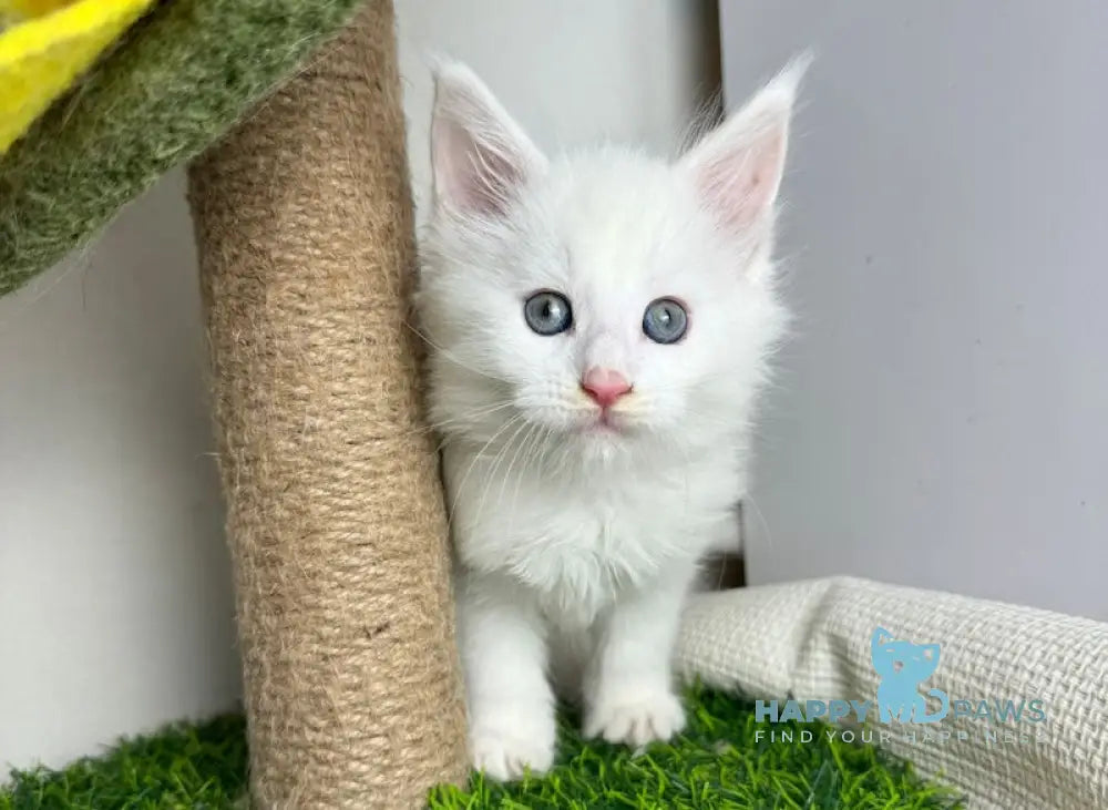 Franc Maine Coon male white live animals