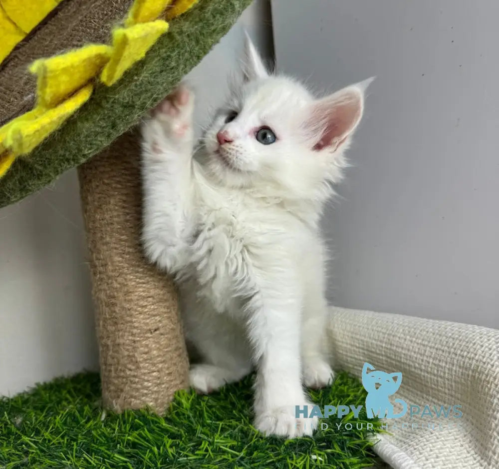Franc Maine Coon male white live animals