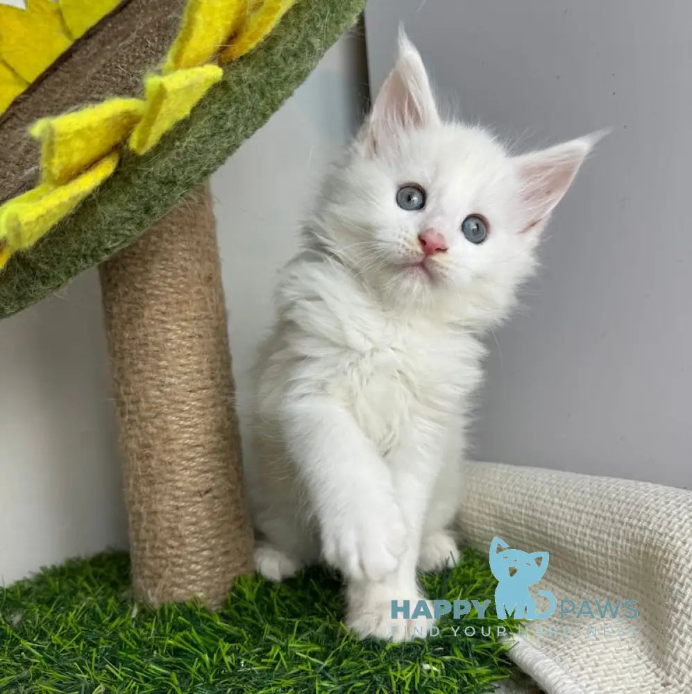 Franc Maine Coon male white live animals