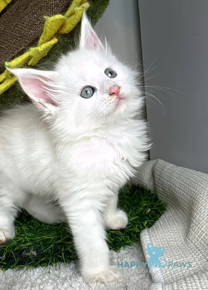 Franc Maine Coon male white live animals