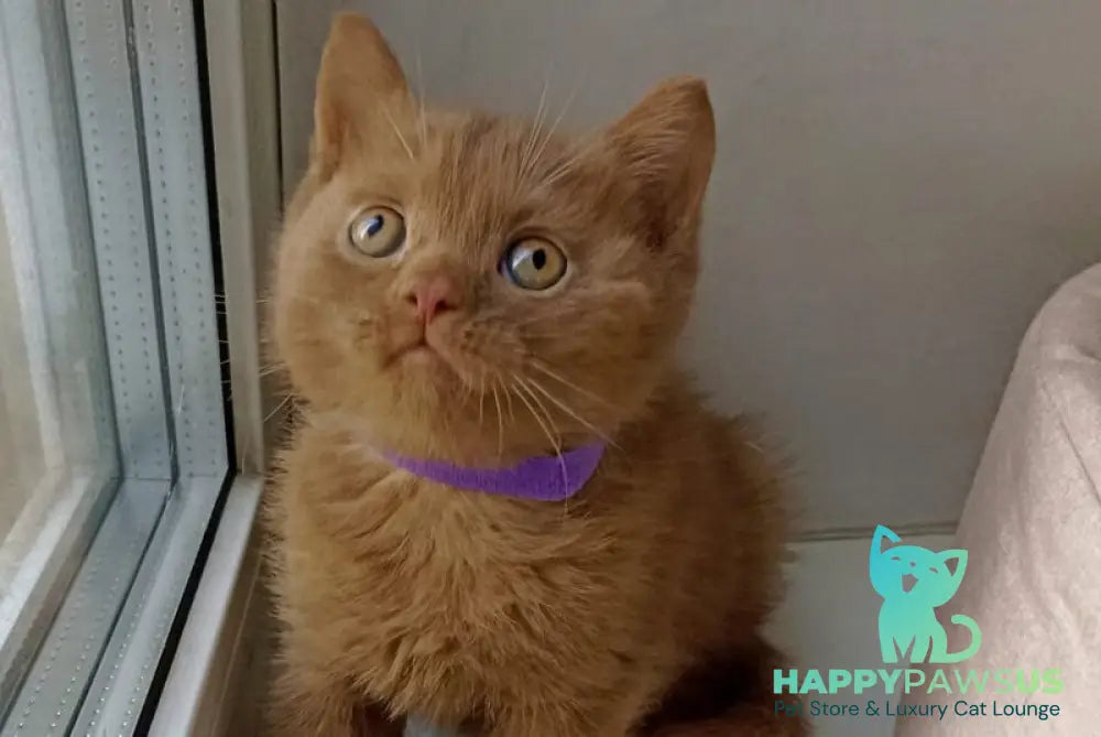 Francis British Shorthair male cinnamon - live animals