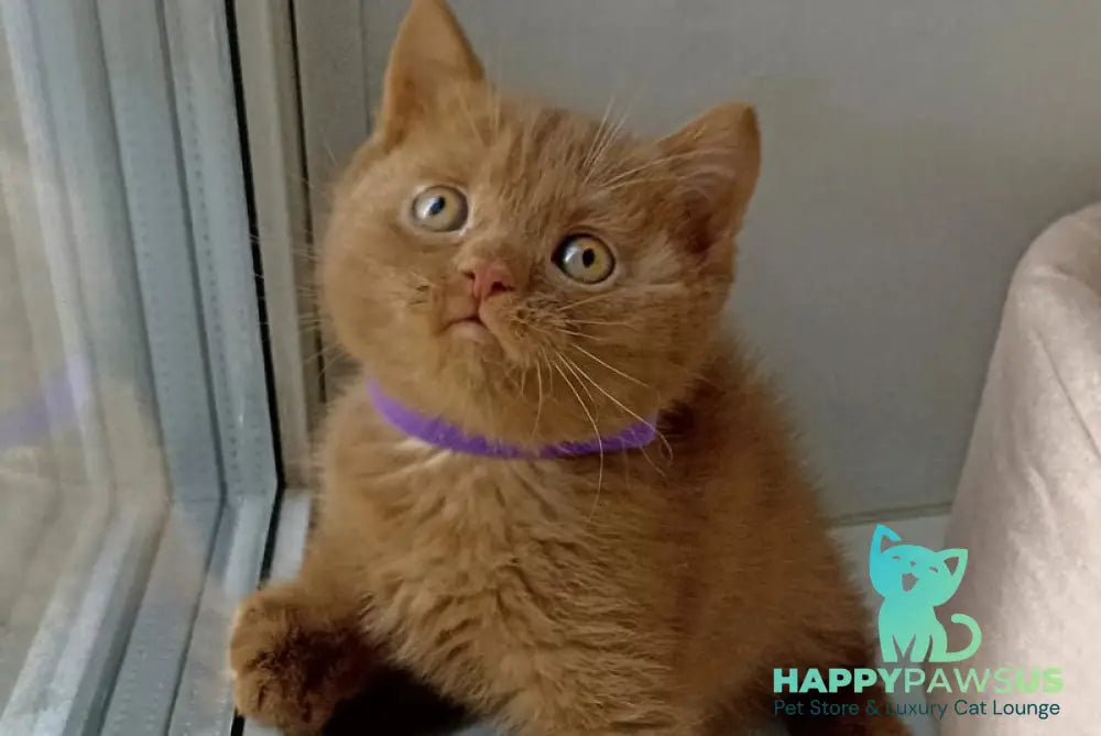 Francis British Shorthair male cinnamon - live animals