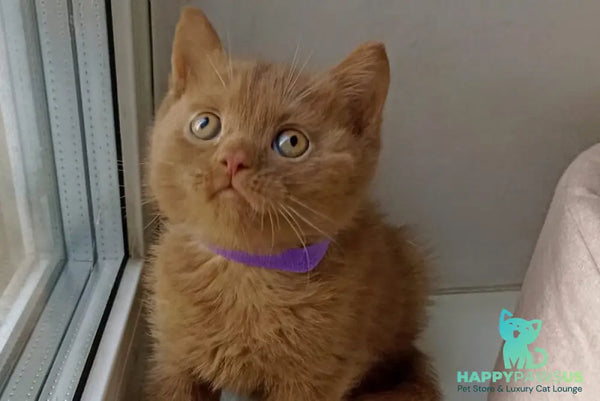 Francis British Shorthair male cinnamon - live animals
