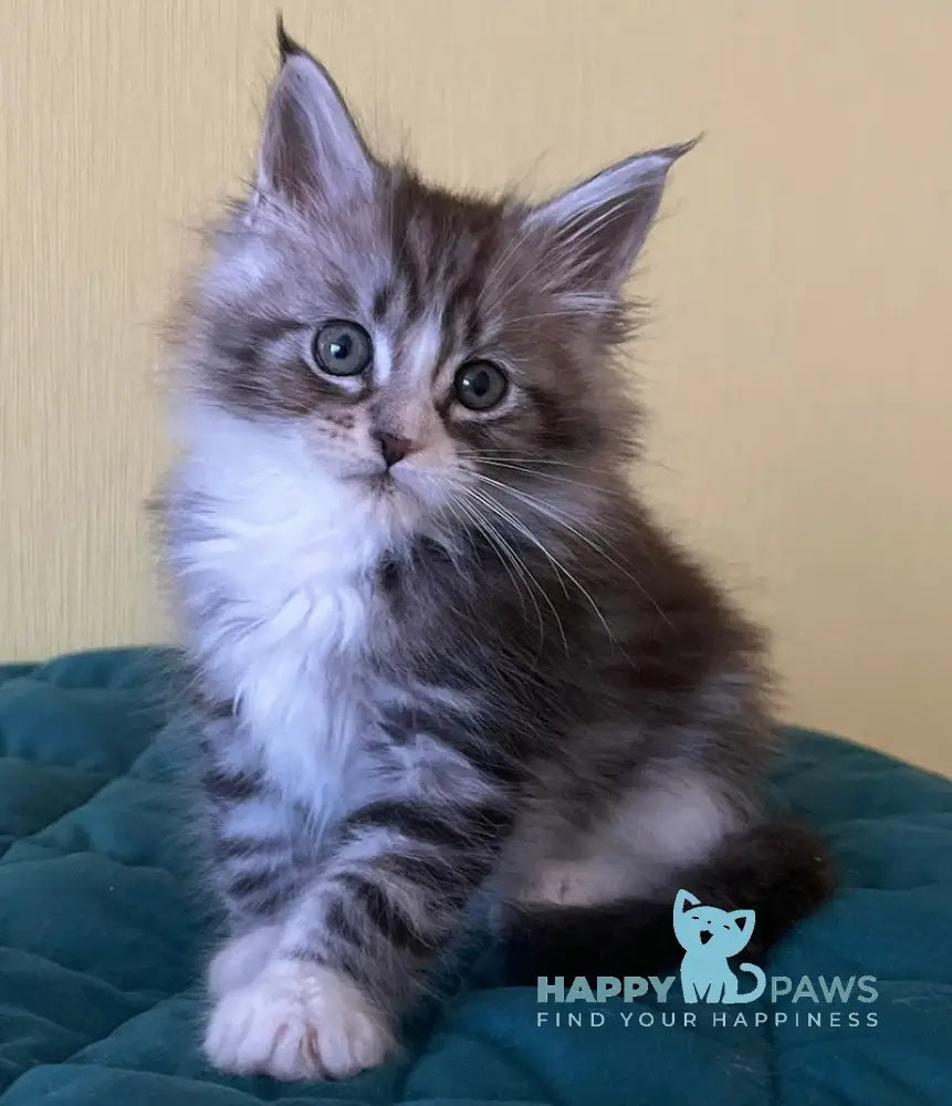 Franek Maine Coon male black silver tabby bicolour live animals