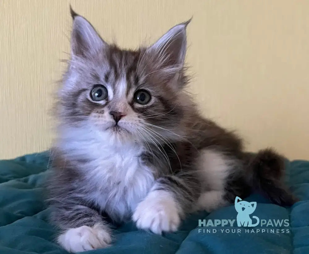 Franek Maine Coon male black silver tabby bicolour live animals