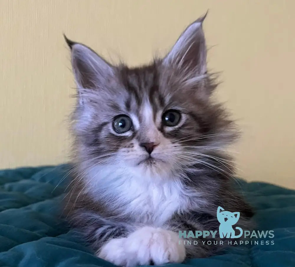 Franek Maine Coon male black silver tabby bicolour live animals