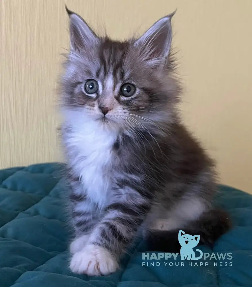 Franek Maine Coon male black silver tabby bicolour live animals