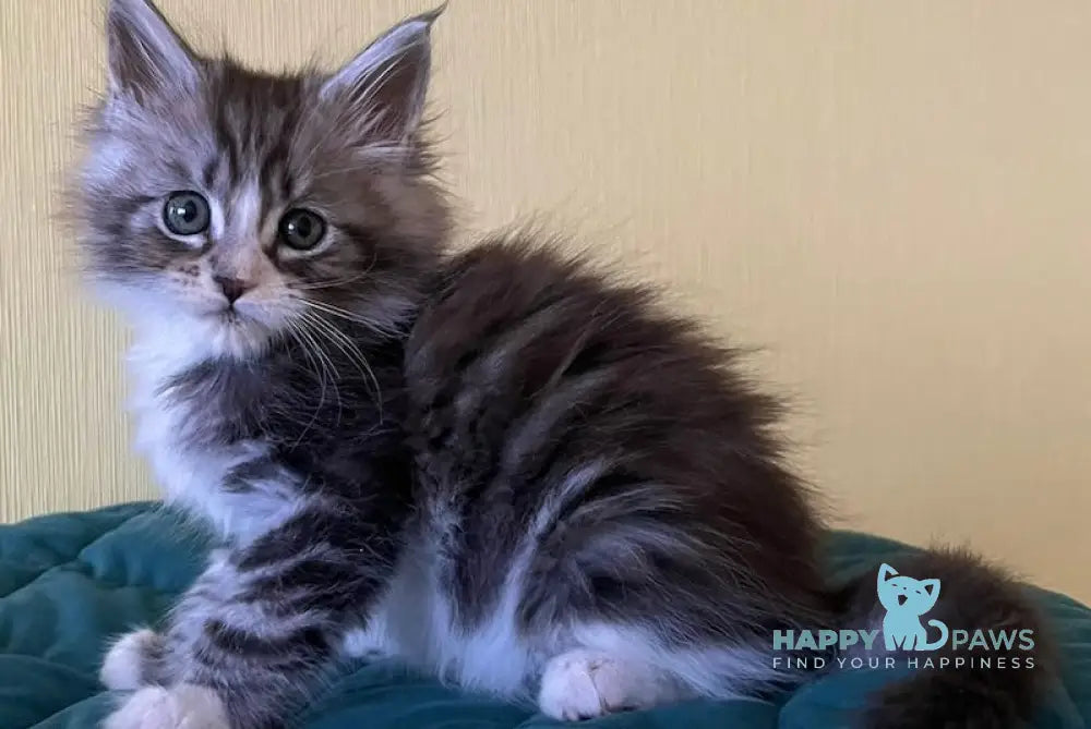 Franek Maine Coon male black silver tabby bicolour live animals