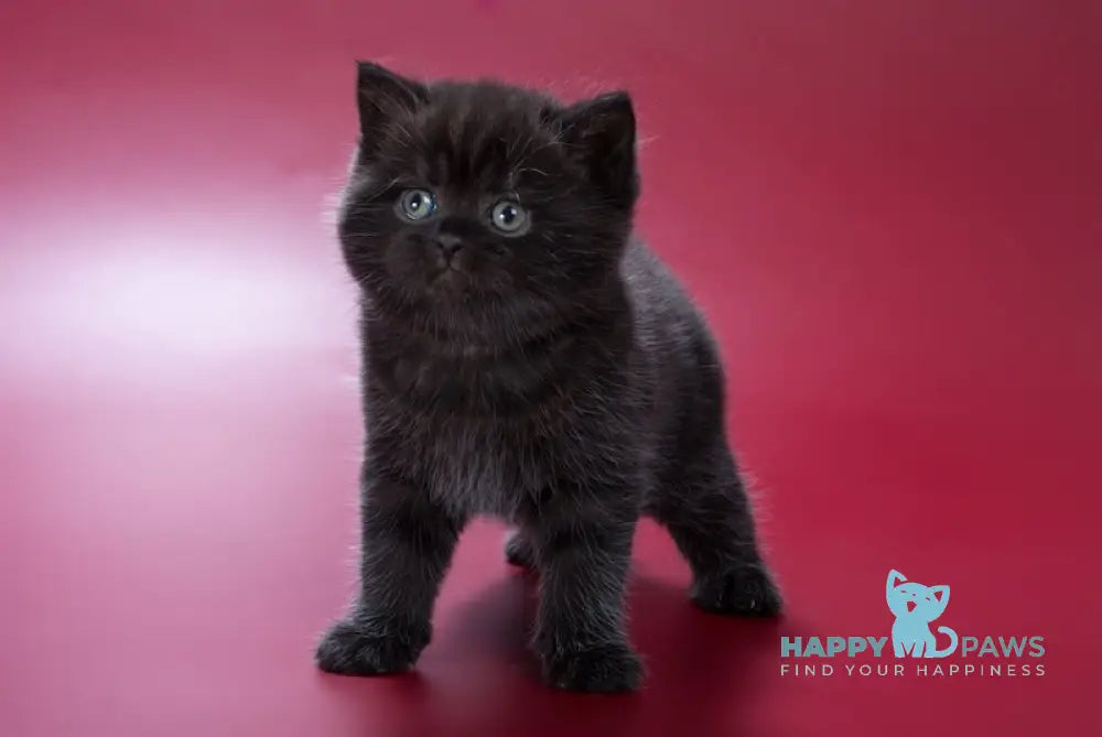 Frank British Shorthair male black live animals