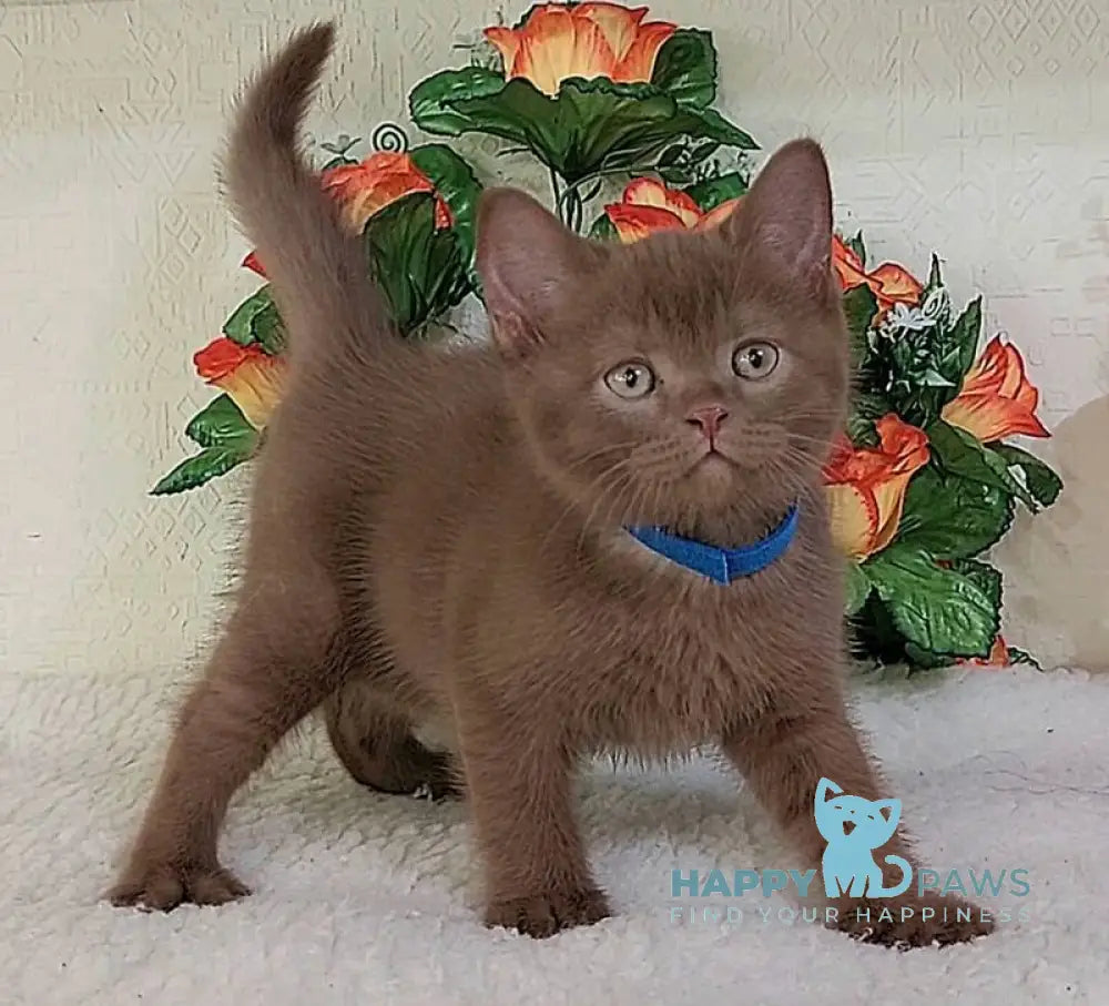 Frank British Shorthair male cinnamon live animals