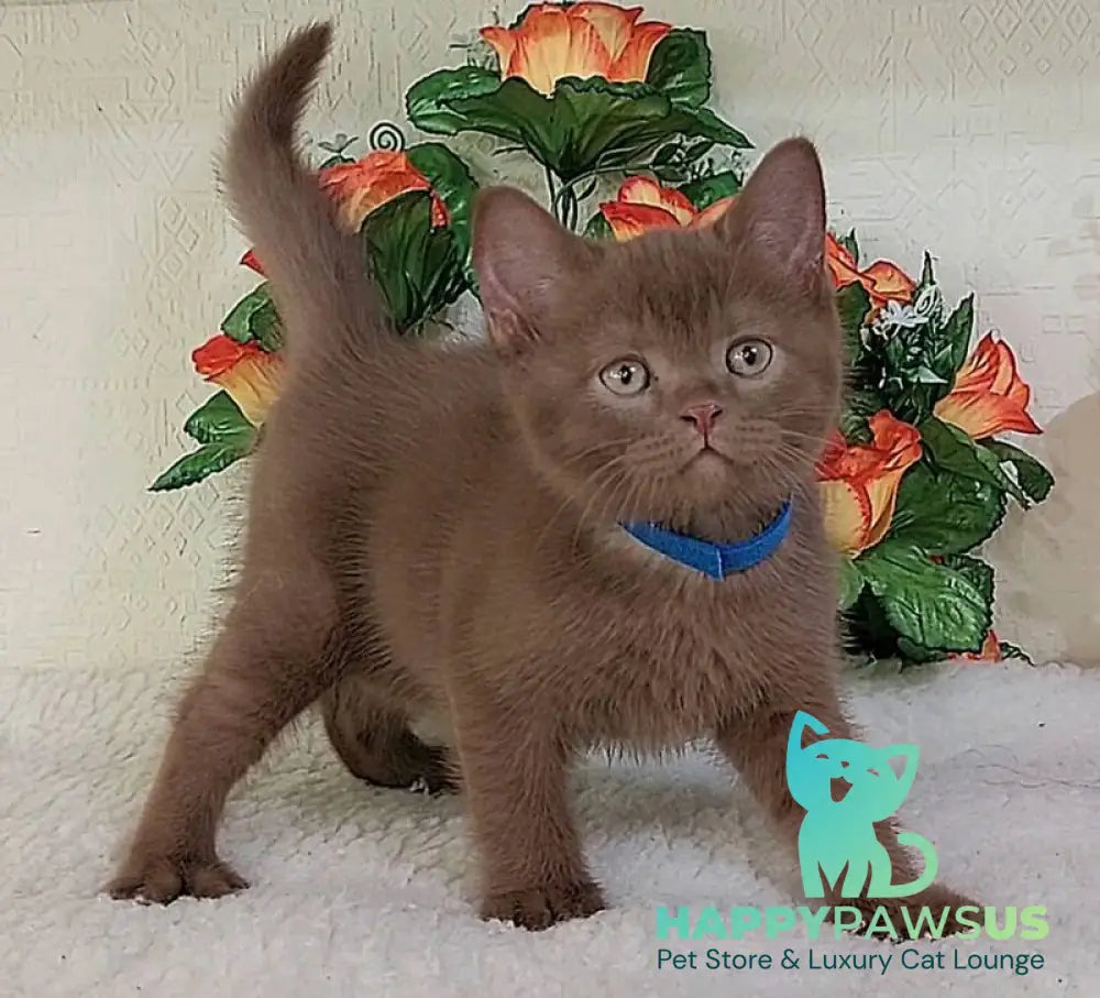 Frank British Shorthair male cinnamon live animals