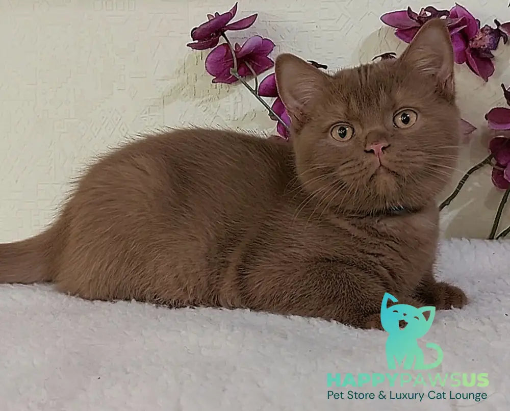 Frank British Shorthair male cinnamon live animals