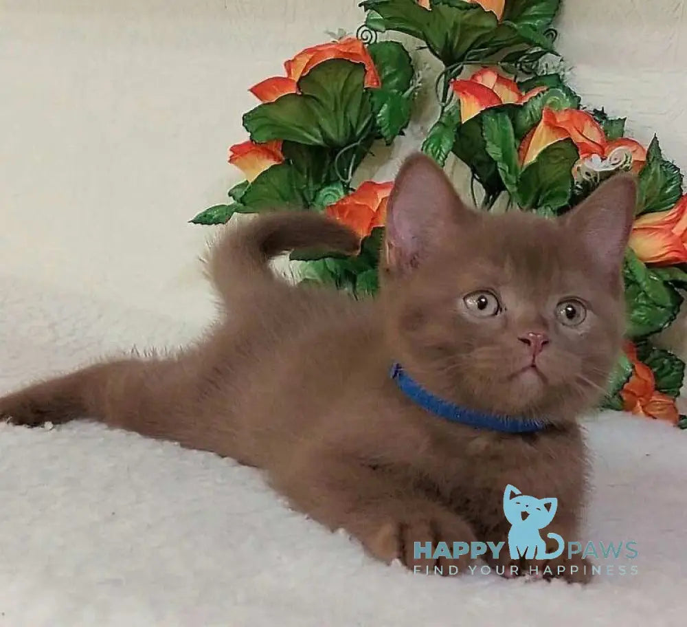 Frank British Shorthair male cinnamon live animals