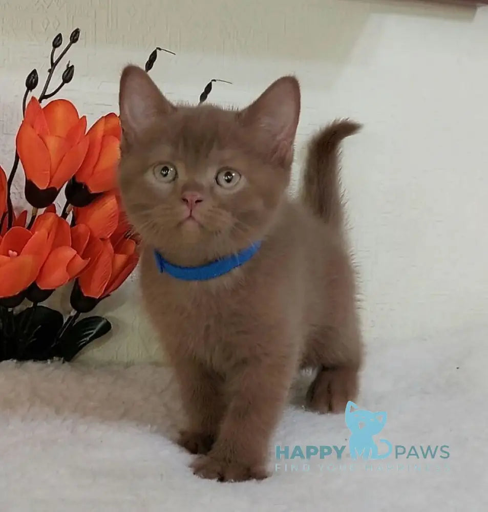 Frank British Shorthair male cinnamon live animals
