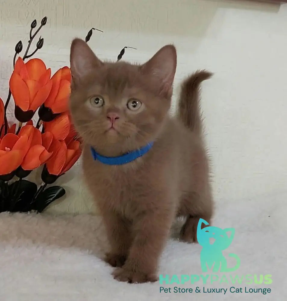 Frank British Shorthair male cinnamon live animals
