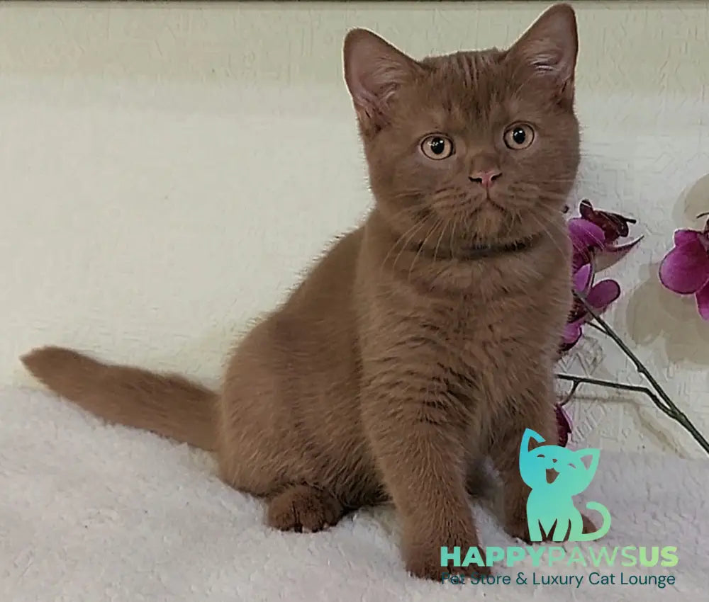 Frank British Shorthair male cinnamon live animals